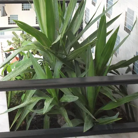 Alojamentos Turismo E Negocios דירה *